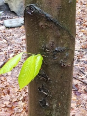 Fagus grandifolia