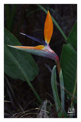 Strelitzia reginae reginae
