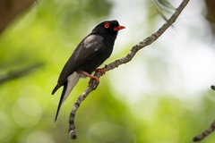 Retz's Helmetshrike photo 3