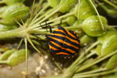 Graphosoma rubrolineatum