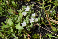 Nemophila