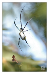 Trichonephila fenestrata
