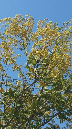 Dalbergia trichocarpa