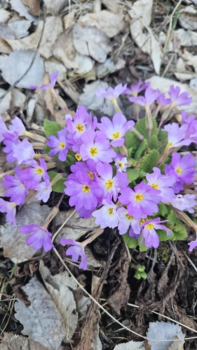 prvosienka (Primula)