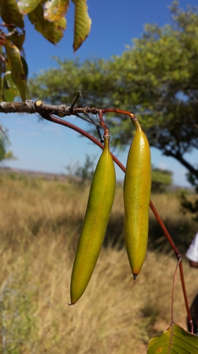 Stereospermum euphorioides