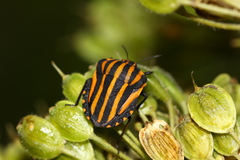Graphosoma rubrolineatum