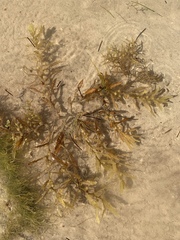 Sargassum natans