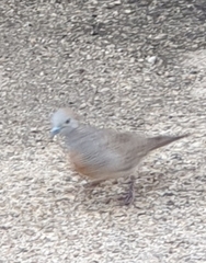 Geopelia striata