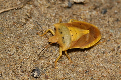 Lelia decempunctata