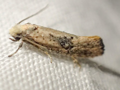 Monopis argillacea