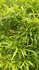 Melicope denhamii
