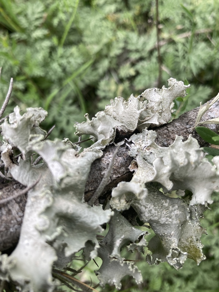 Pretty Ruffle in March 2024 by giraffe335 · iNaturalist