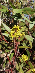 Eucalyptus diversifolia