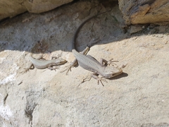 Rock Lizard photo 3