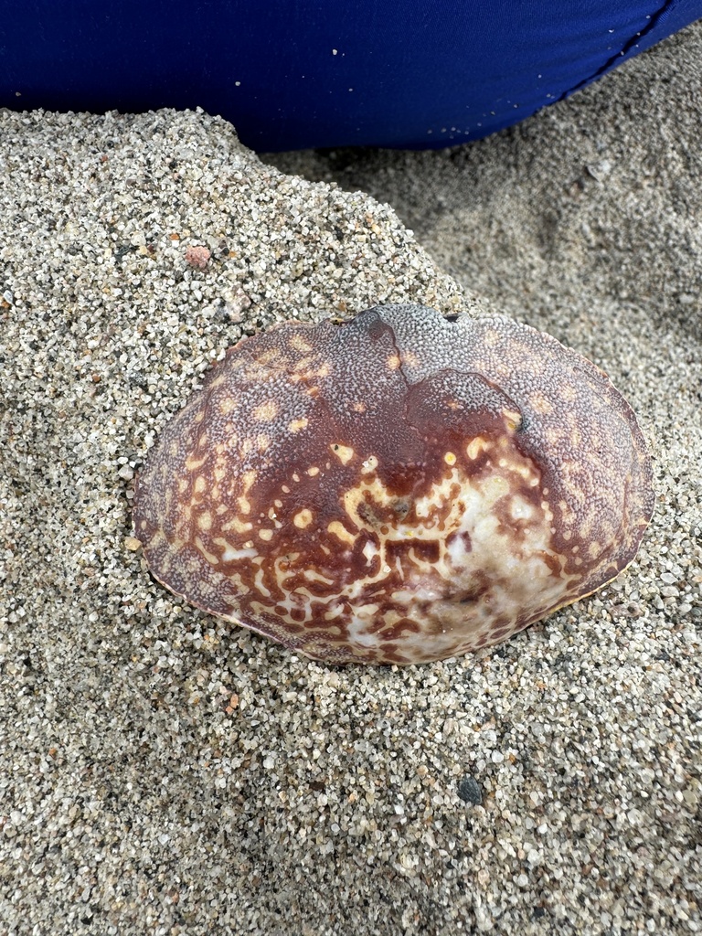 Hepatus chiliensis