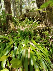 Carex fraseriana