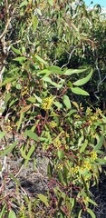 Eucalyptus diversifolia