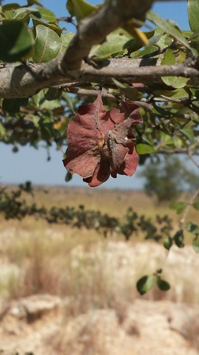 Terminalia tropophylla image