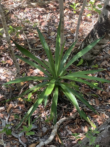 False sisal (Agave decipiens)