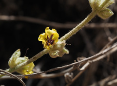 Verbascum petrae