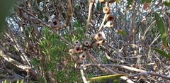 Eucalyptus diversifolia