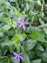 Vinca major