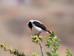 Oenanthe melanoleuca
