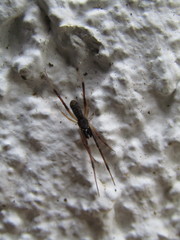 Episinus truncatus