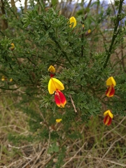 Cytisus scoparius andreanus