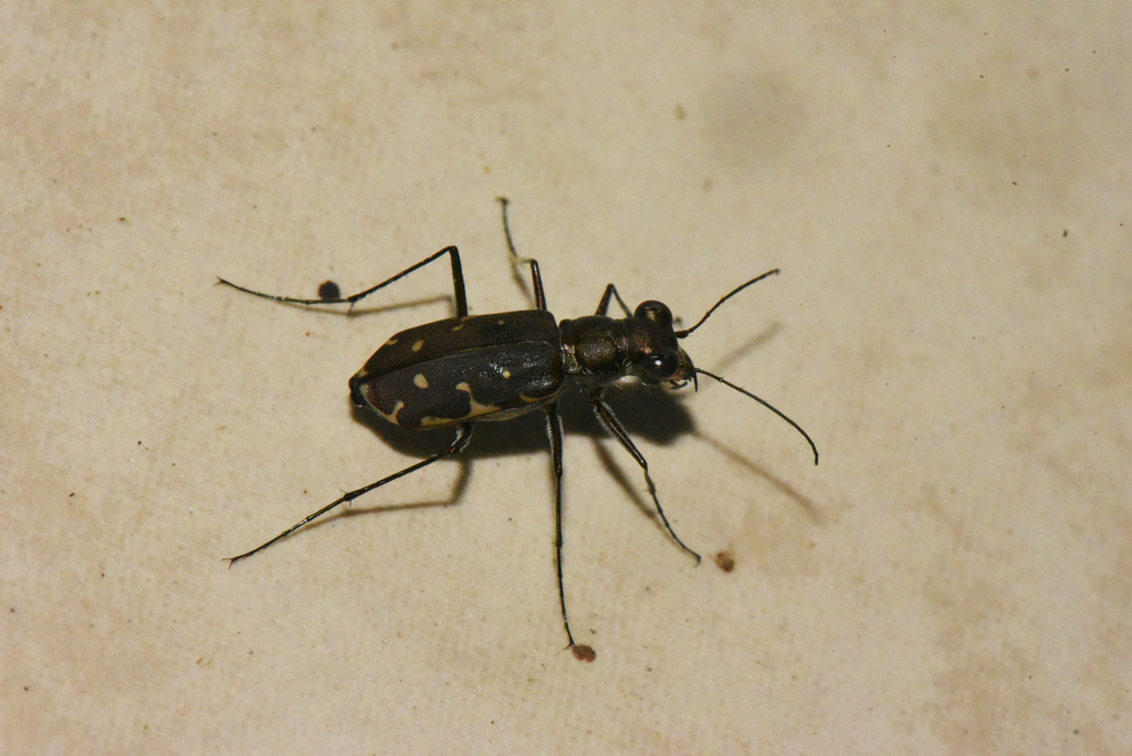 Myriochila trilunaris