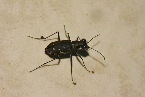Myriochila trilunaris