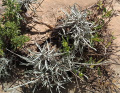 Jurinea staehelinae