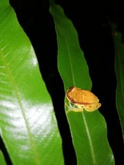 Dendropsophus rhodopeplus