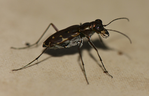 Myriochila trilunaris