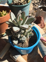 Kalanchoe tomentosa