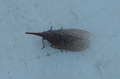 Rentinus dilatatus