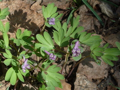 Corydalis intermedia
