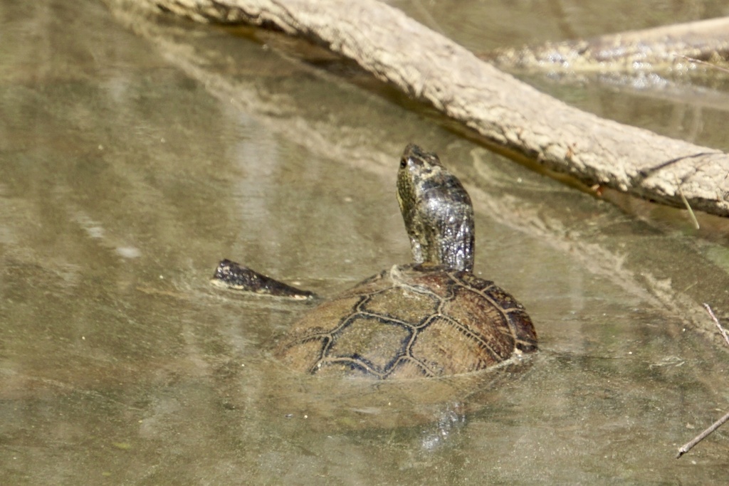 Turtles and Tortoises from Lake Lynn Trail, Raleigh, NC, US on March 30 ...