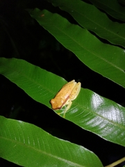 Dendropsophus rhodopeplus