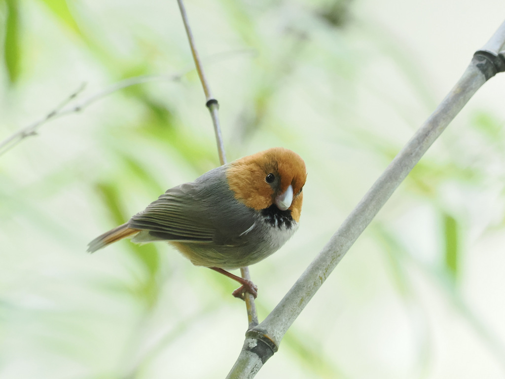 Short-tailed Parrotbill photo