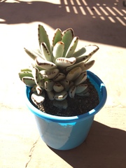 Kalanchoe tomentosa