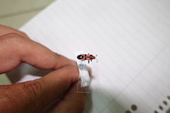 Spilostethus longulus