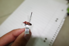 Spilostethus longulus