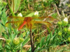 Sympetrum croceolum