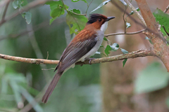 Chestnut Bulbul photo 2