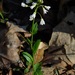 Bulbous Cress - Photo (c) Michael J. Papay, some rights reserved (CC BY), uploaded by Michael J. Papay