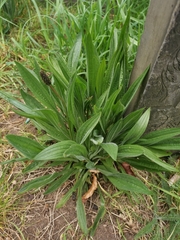 Plantago lanceolata