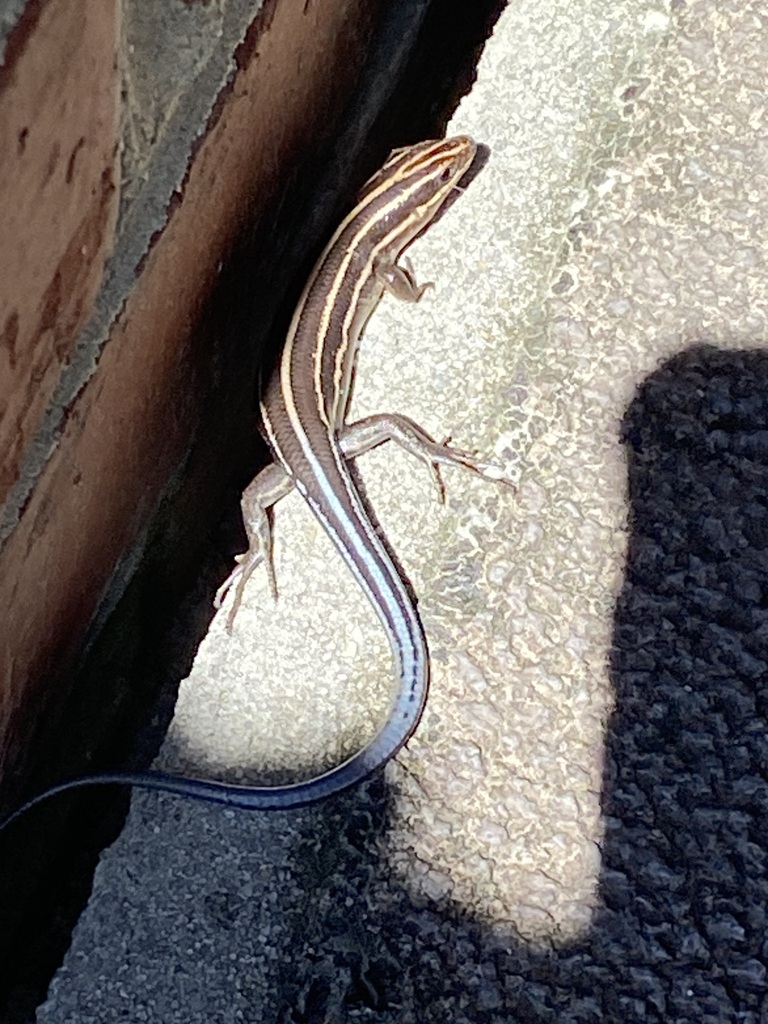 Common Five-lined Skink from North Carolina, USA on March 30, 2024 at ...