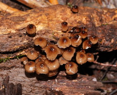 Mycena mulawaestris