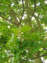 Aesculus hippocastanum